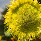 Zeus Sunflower