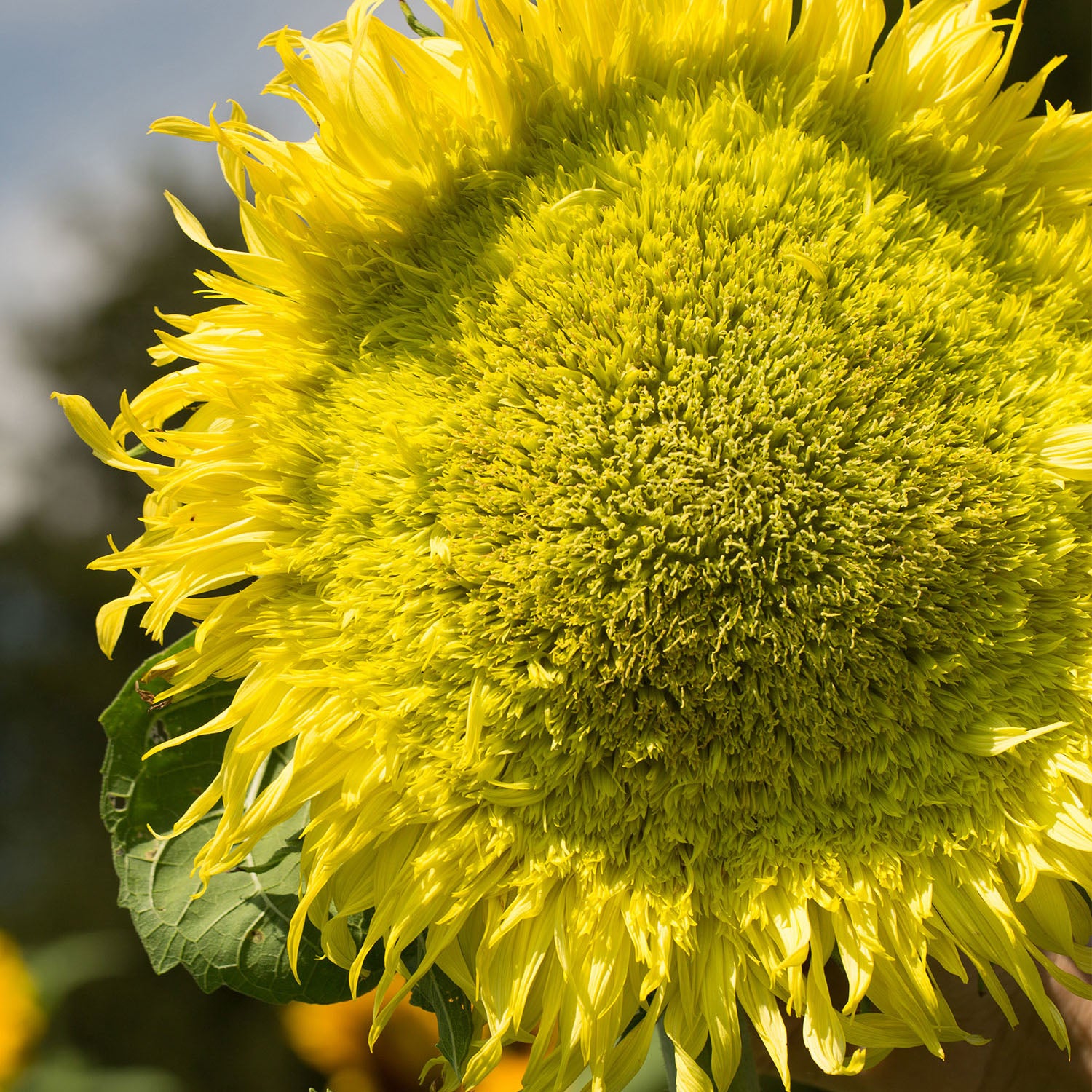 Zeus Sunflower