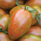Shimmer Tomato
