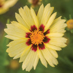 UpTick Cream & Red Coreopsis