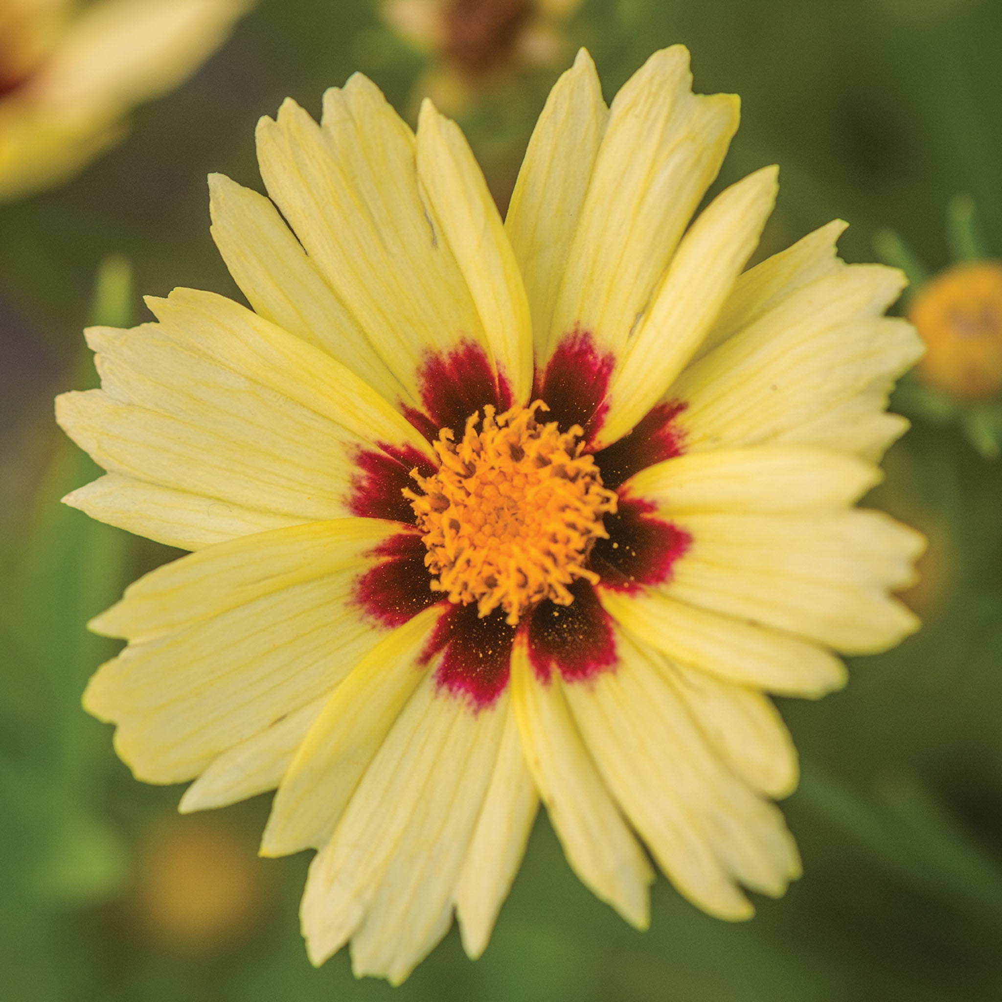 UpTick Cream & Red Coreopsis