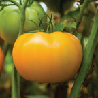 Orange Wellington Tomato