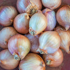 French Red Shallots Bulbs