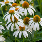 Marry Me Echinacea