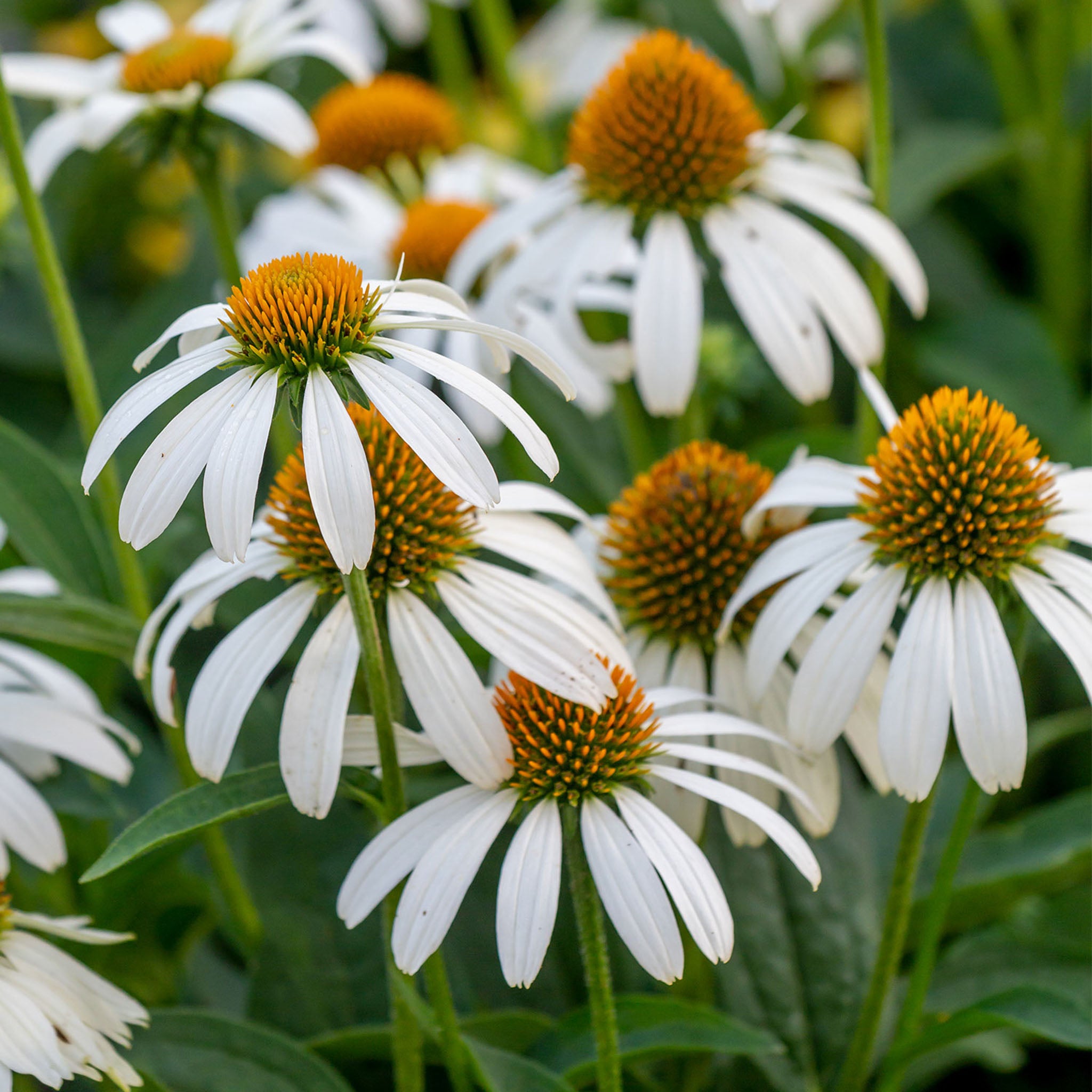 Marry Me Echinacea