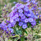 Olympus Phlox Bare Root