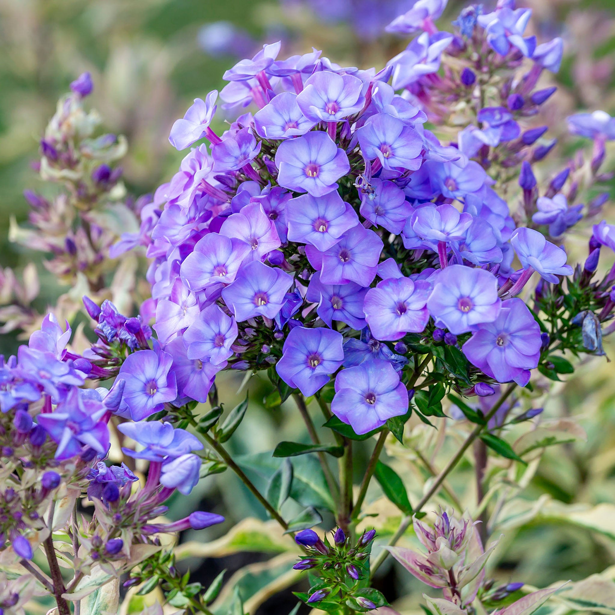 Olympus Phlox Bare Root