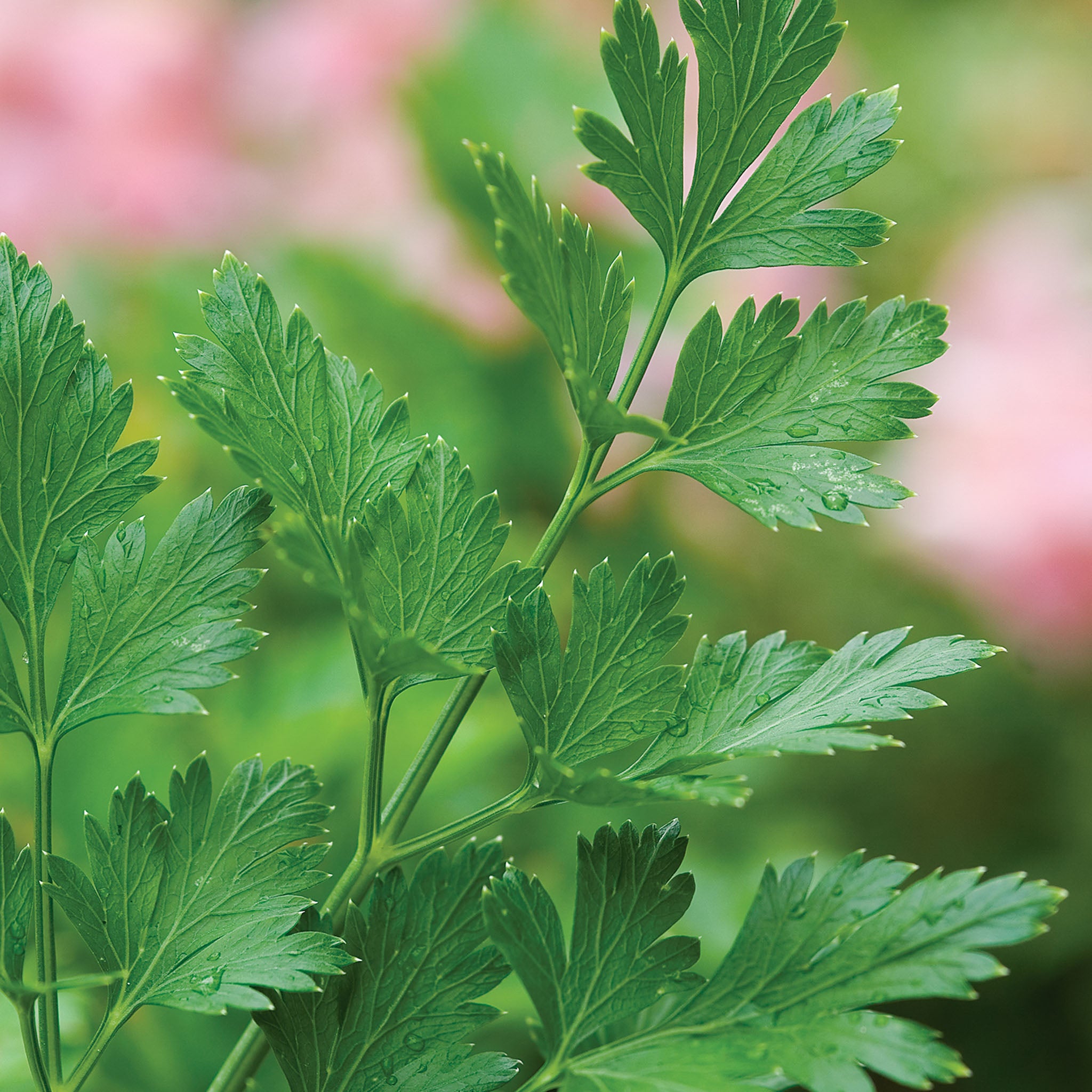 Plain (Organic) Parsley