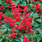 Flare Salvia