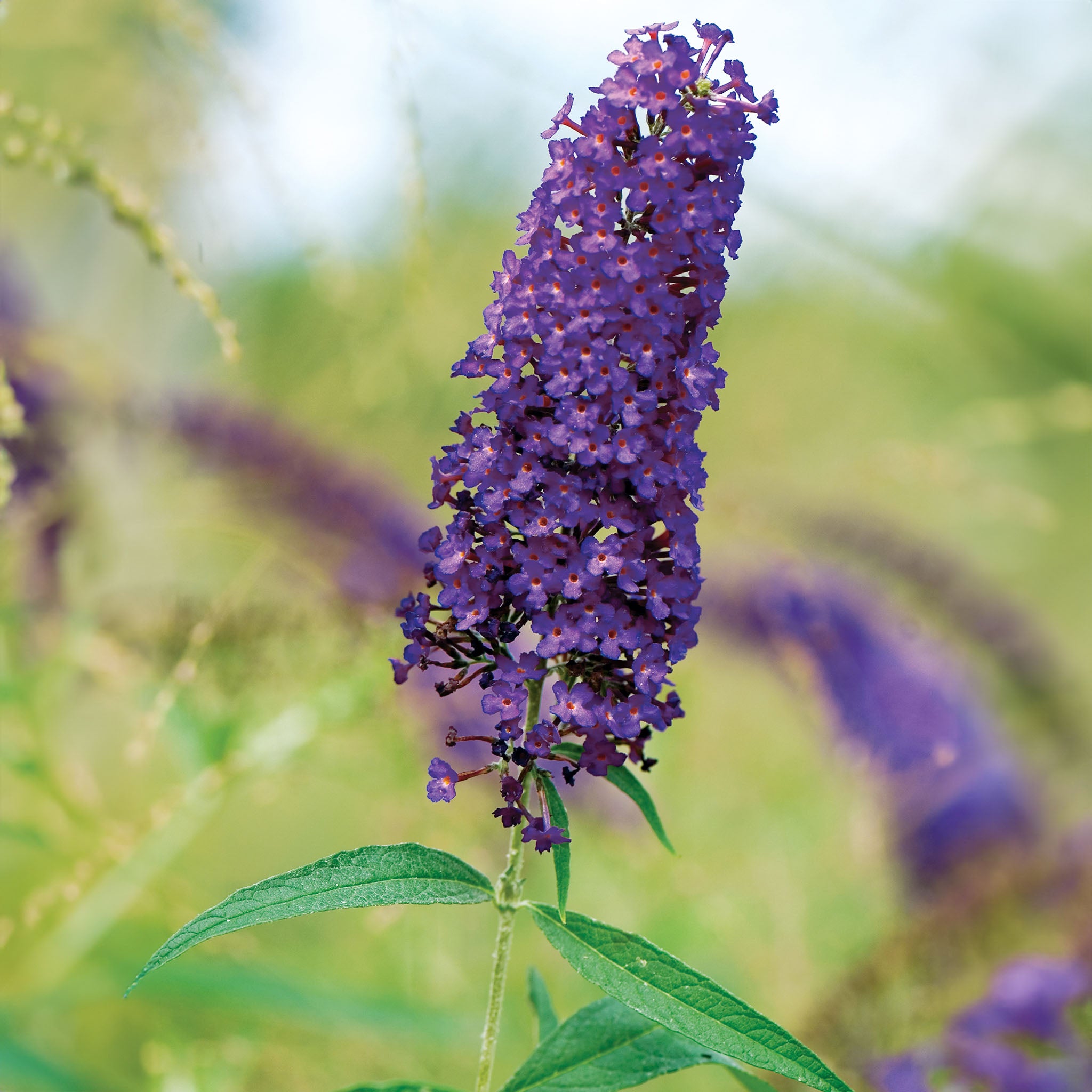 Nanho Purple Butterfly Bush