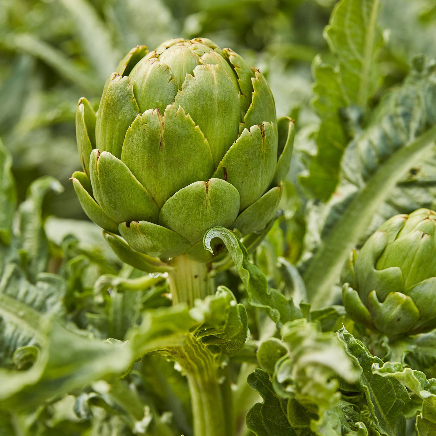 Imperial Star Artichoke