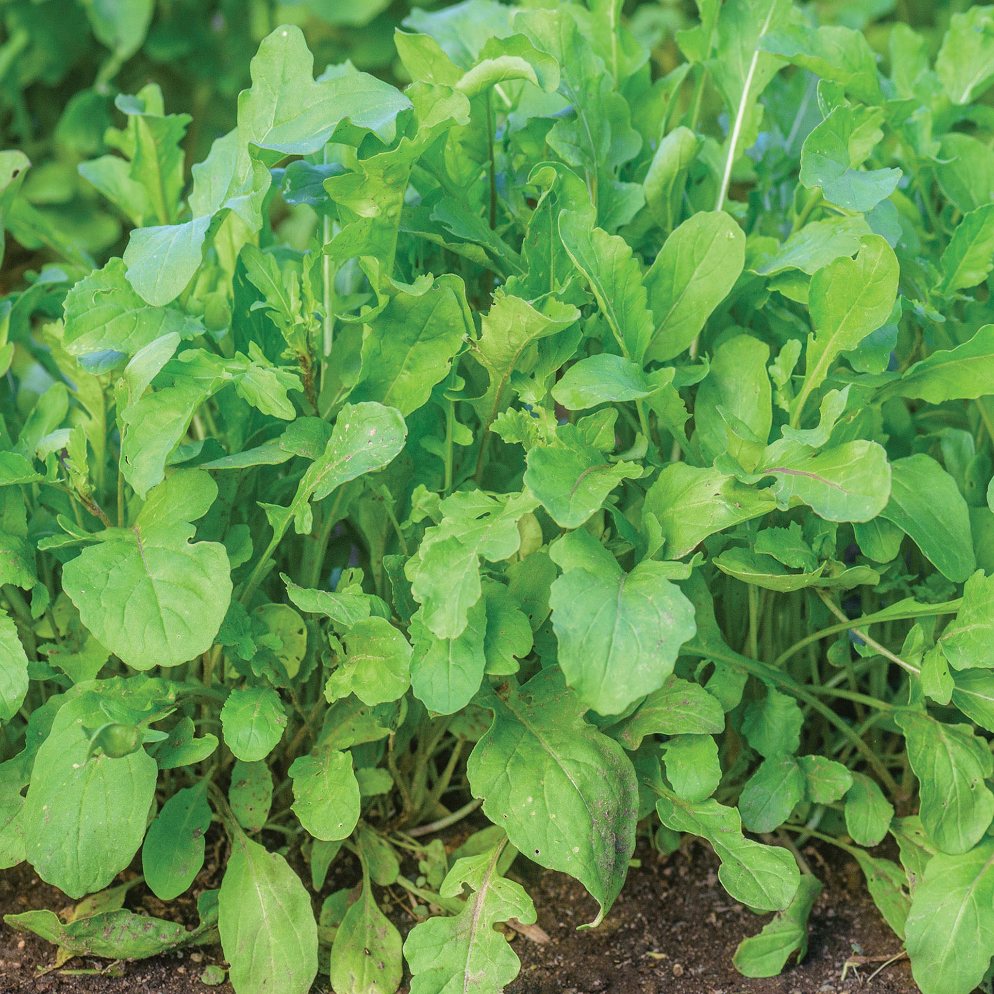 Rocket (Roquette) Arugula