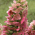 Ruby Slippers Hydrangea