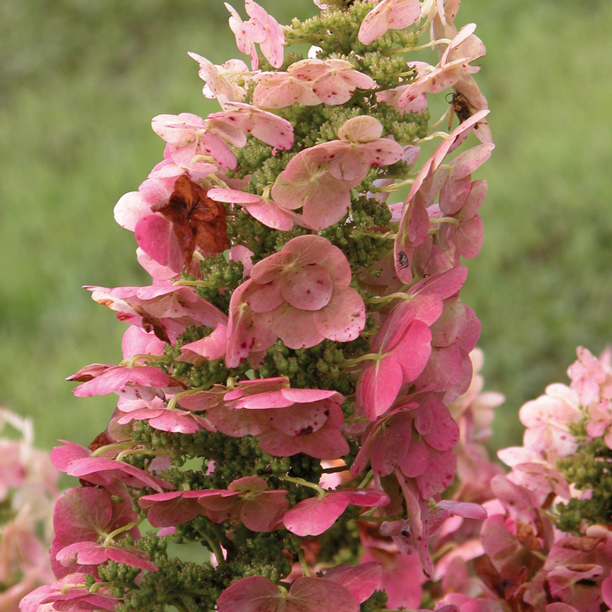 Ruby Slippers Hydrangea