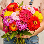 Giant Flowered Mixed Colors Zinnia
