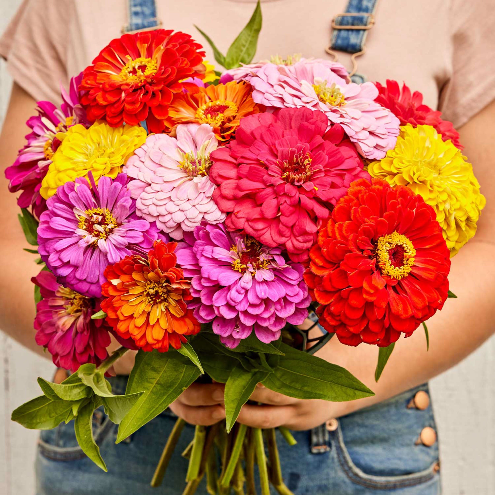 Giant Flowered Mixed Colors Zinnia