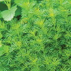 Dropshot Irish Lace Marigold