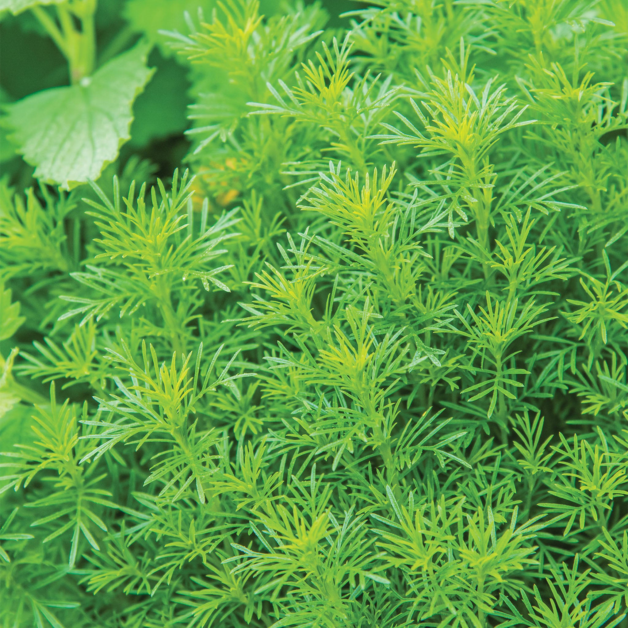 Dropshot Irish Lace Marigold