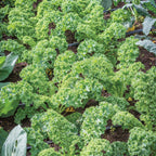 Prizm Kale
