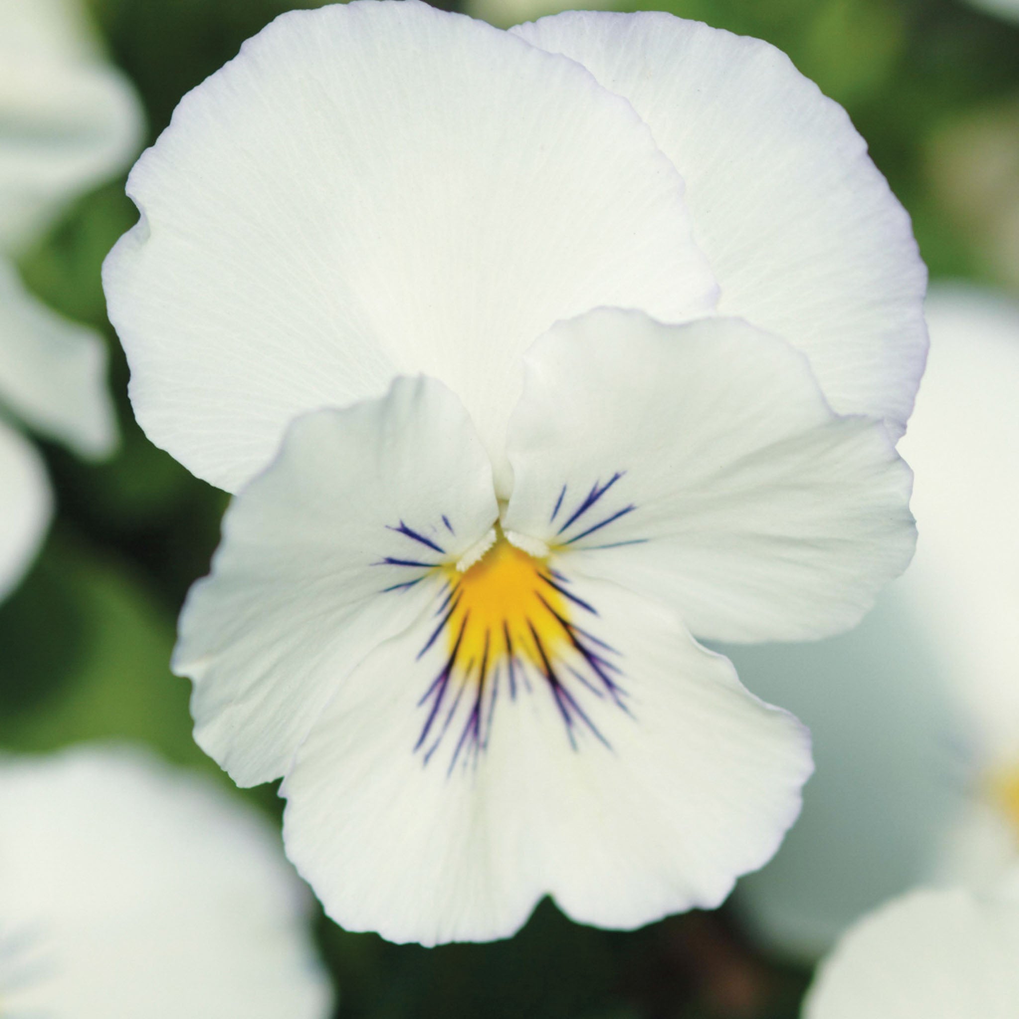 Plentifall White Spreading Pansy