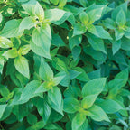 Pineapple Sage