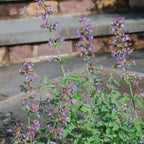 Walkers Low Nepeta