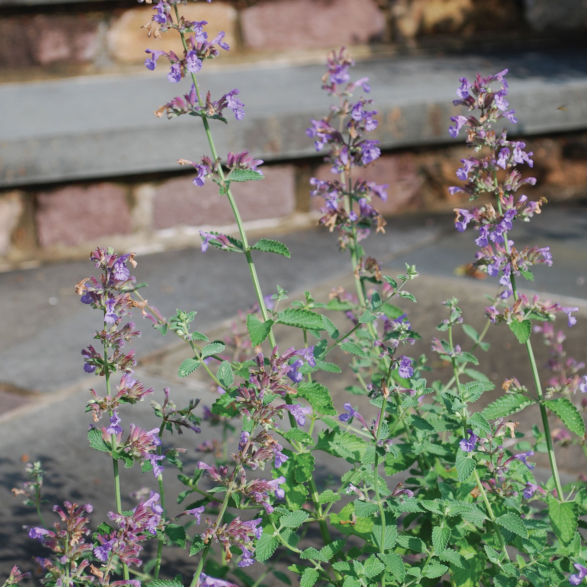 Walkers Low Nepeta