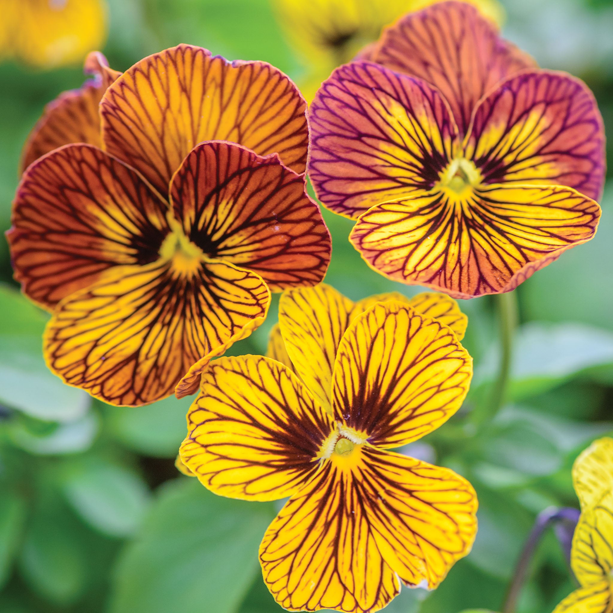 Tiger Eye Mix Viola