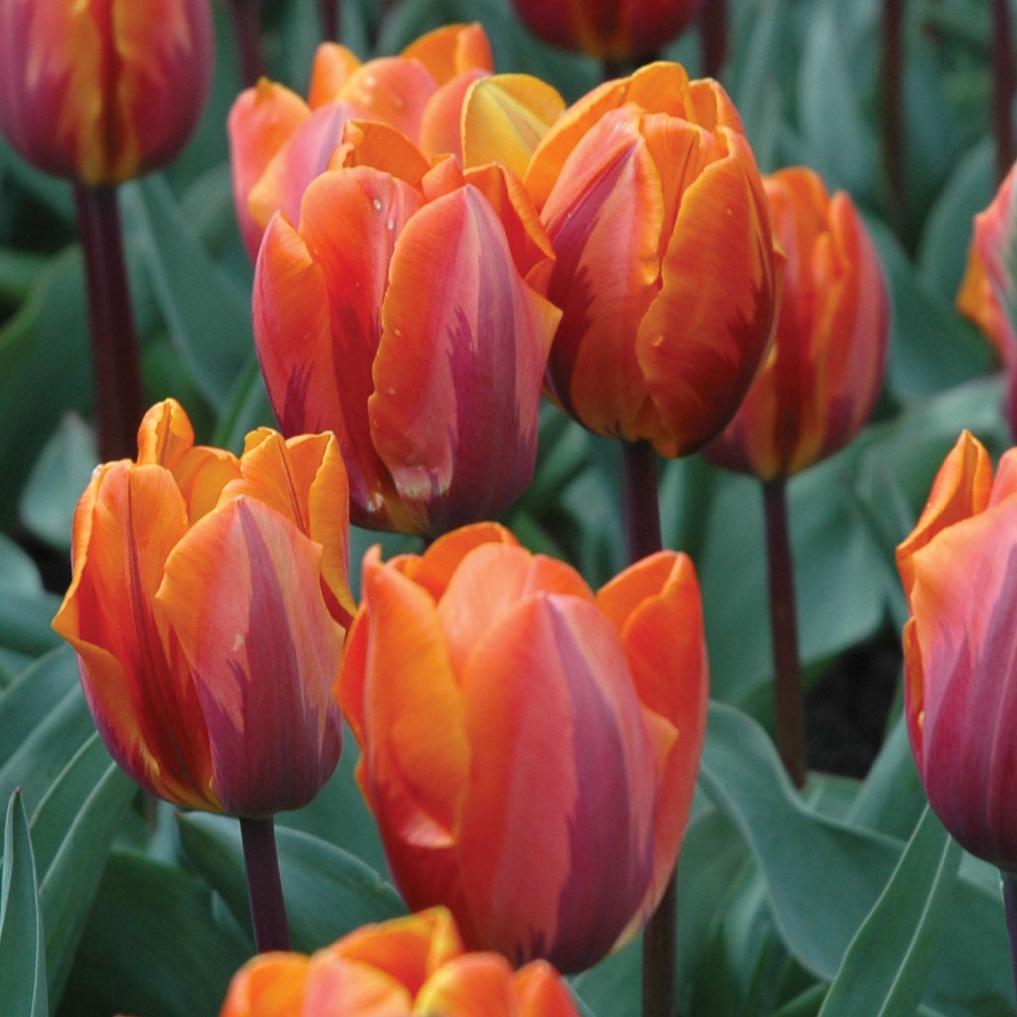 Princess Irene Tulip Bulbs