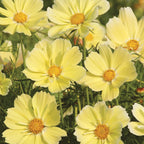 Xanthos Cosmos Bipinnathus