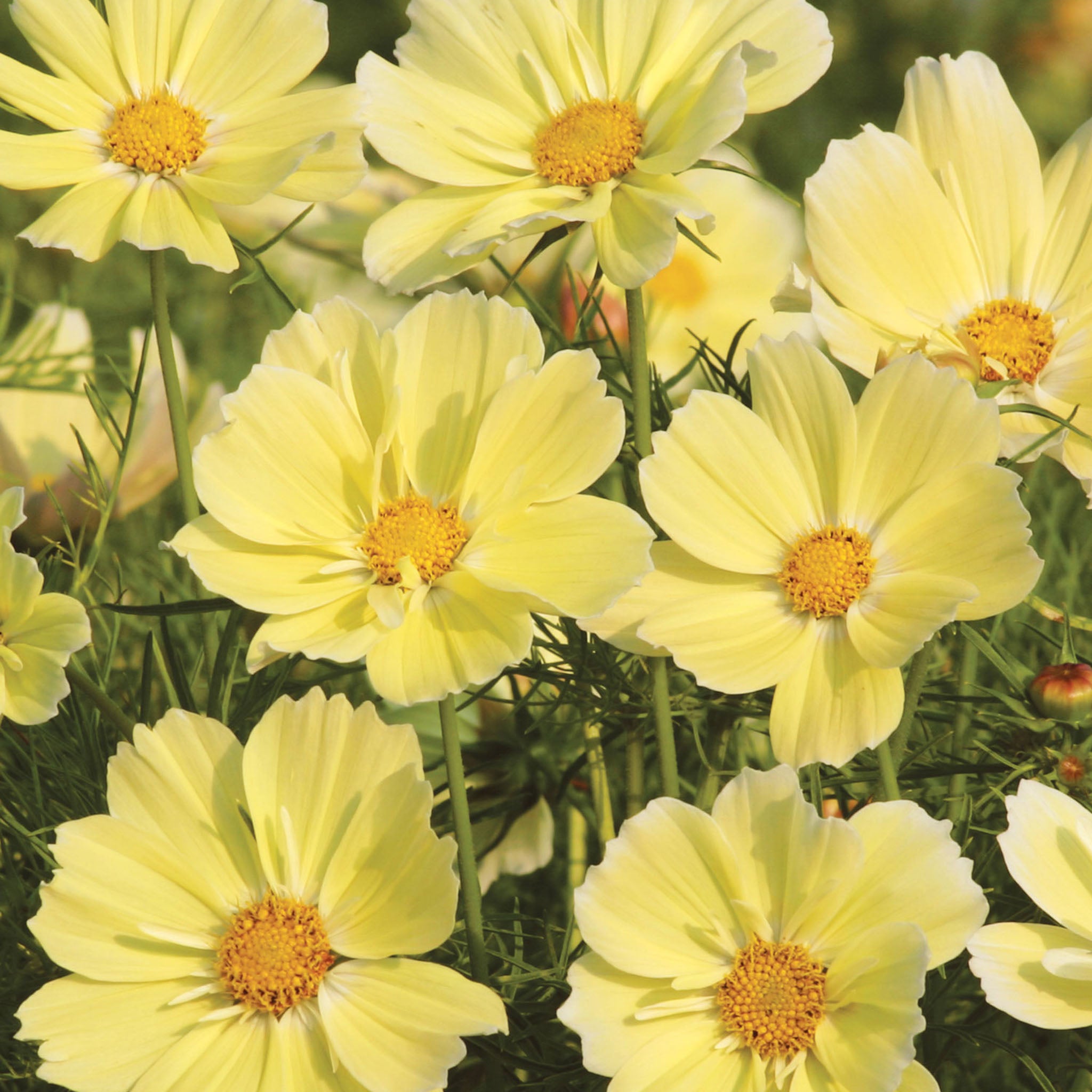 Xanthos Cosmos Bipinnathus