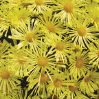 Mammoth Daisy Quill Yellow Garden Mum
