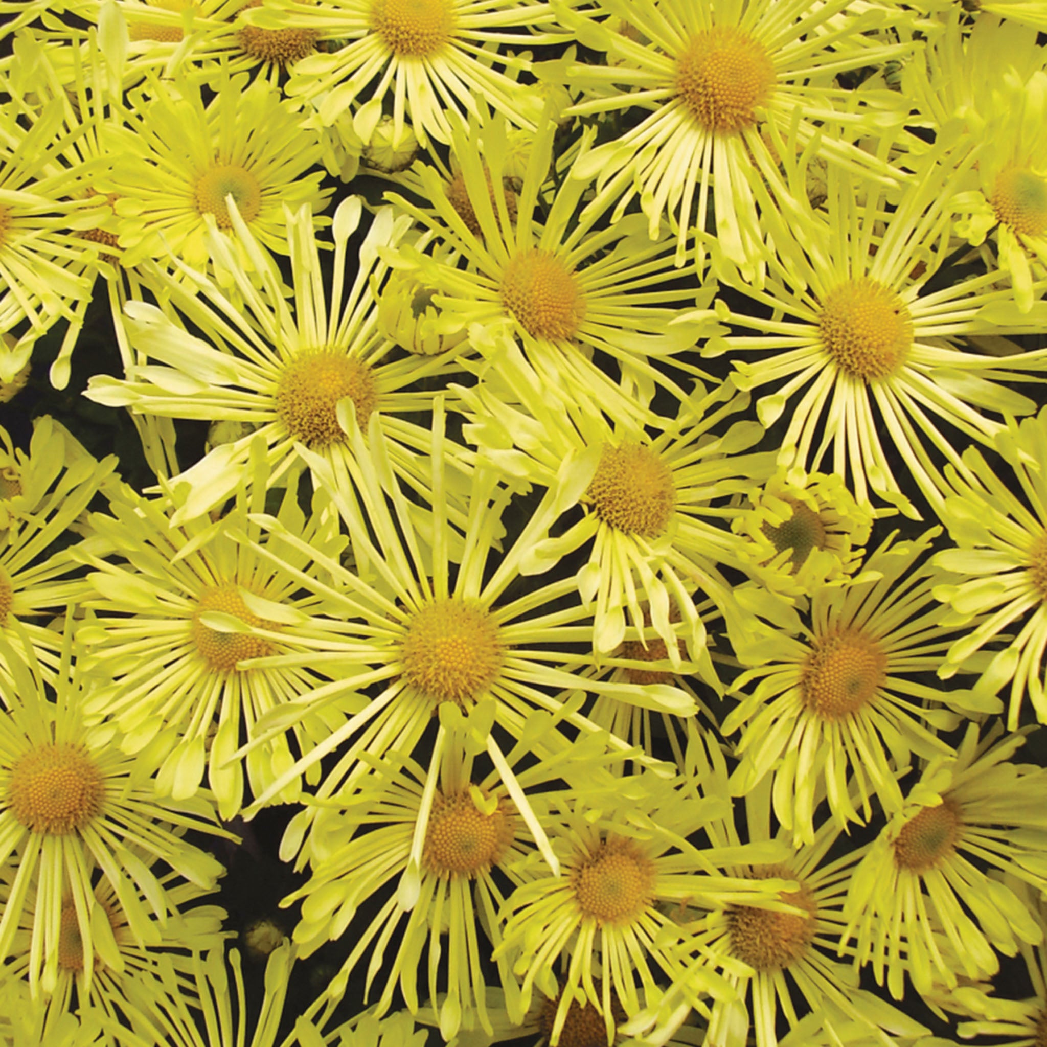 Mammoth Daisy Quill Yellow Garden Mum