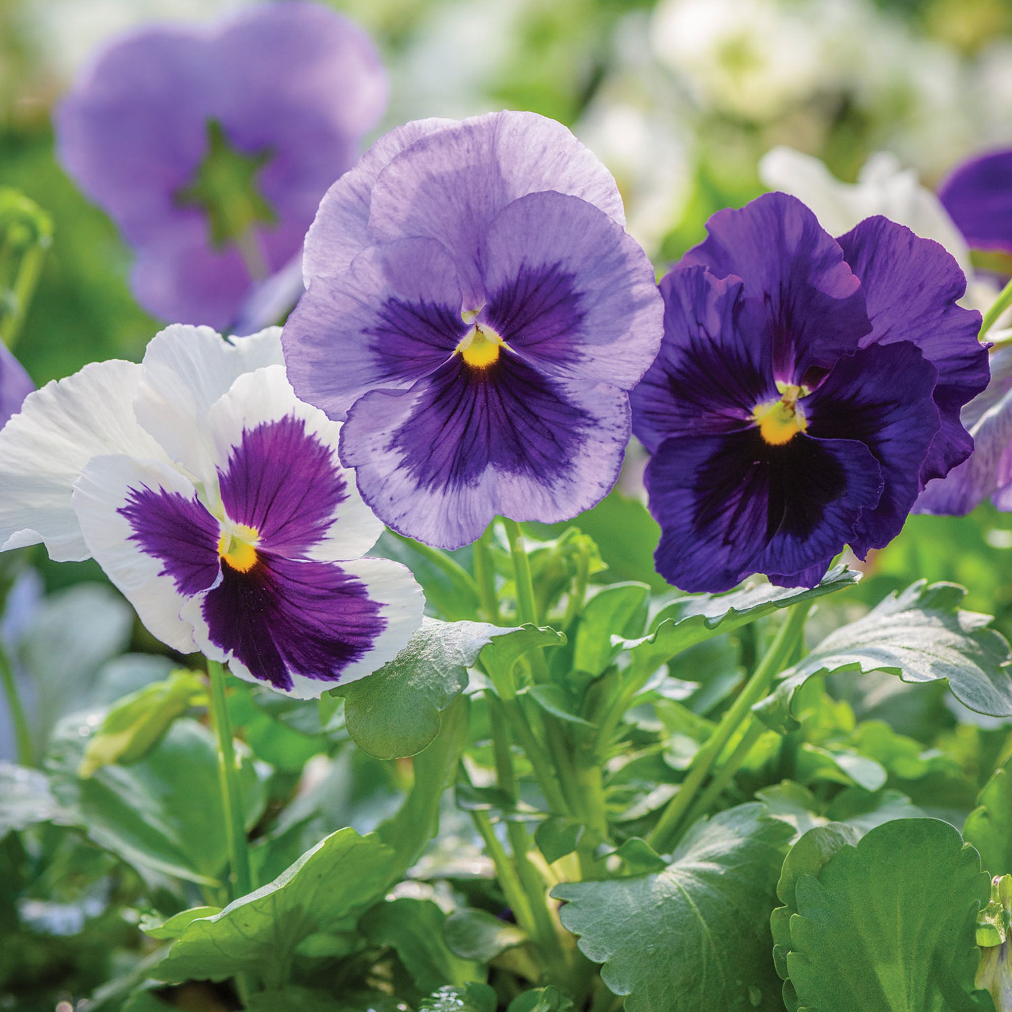 Ocean Breeze Mix Pansy