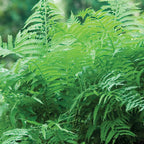 Ostrich Fern