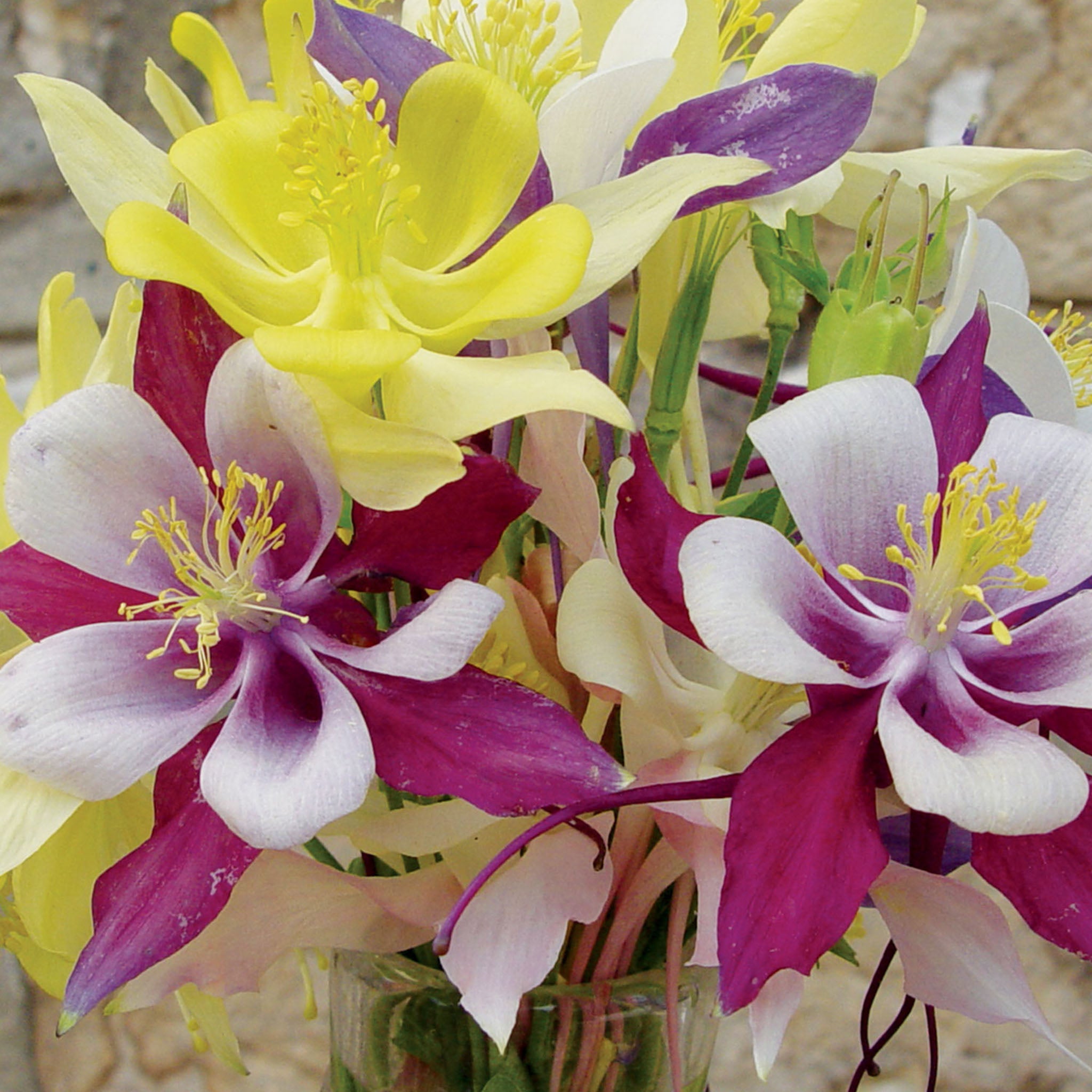 McKanas Giant Mixed Colors Columbine