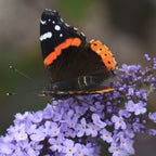 Glass Slippers Buddleia