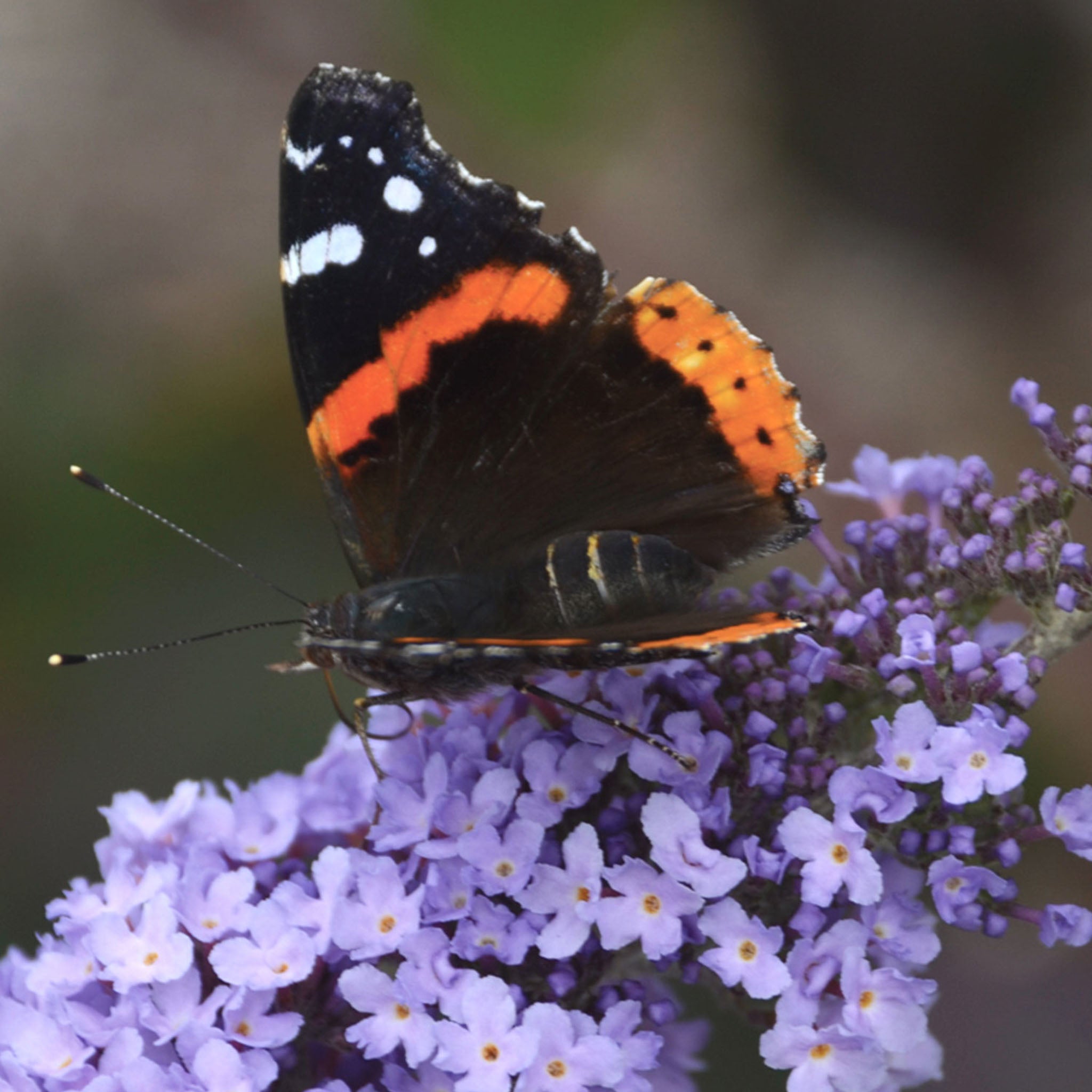 Glass Slippers Buddleia