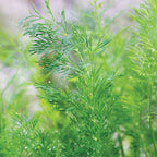 Hera Organic Dill