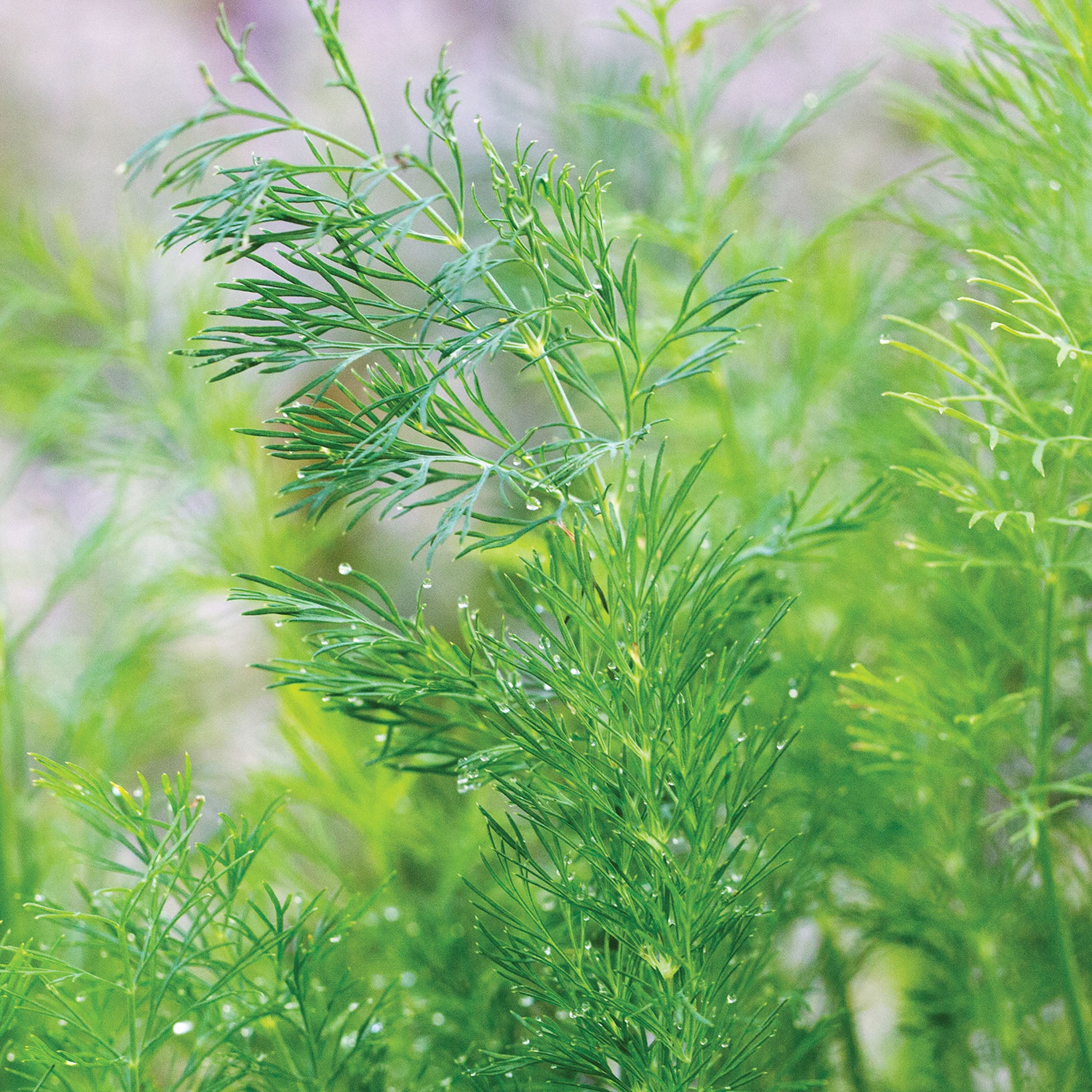 Hera Organic Dill