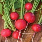 Roxanne Radish