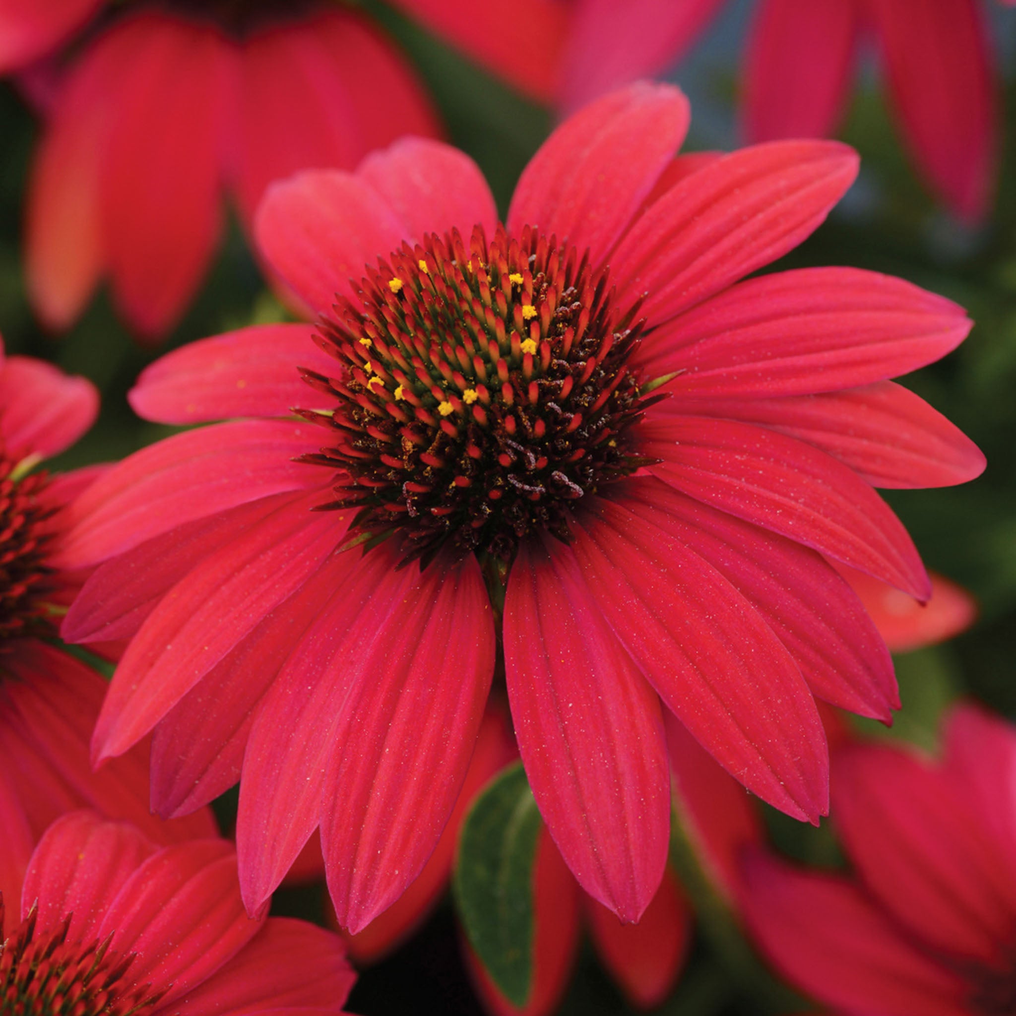Sombrero Baja Burgundy Echinacea