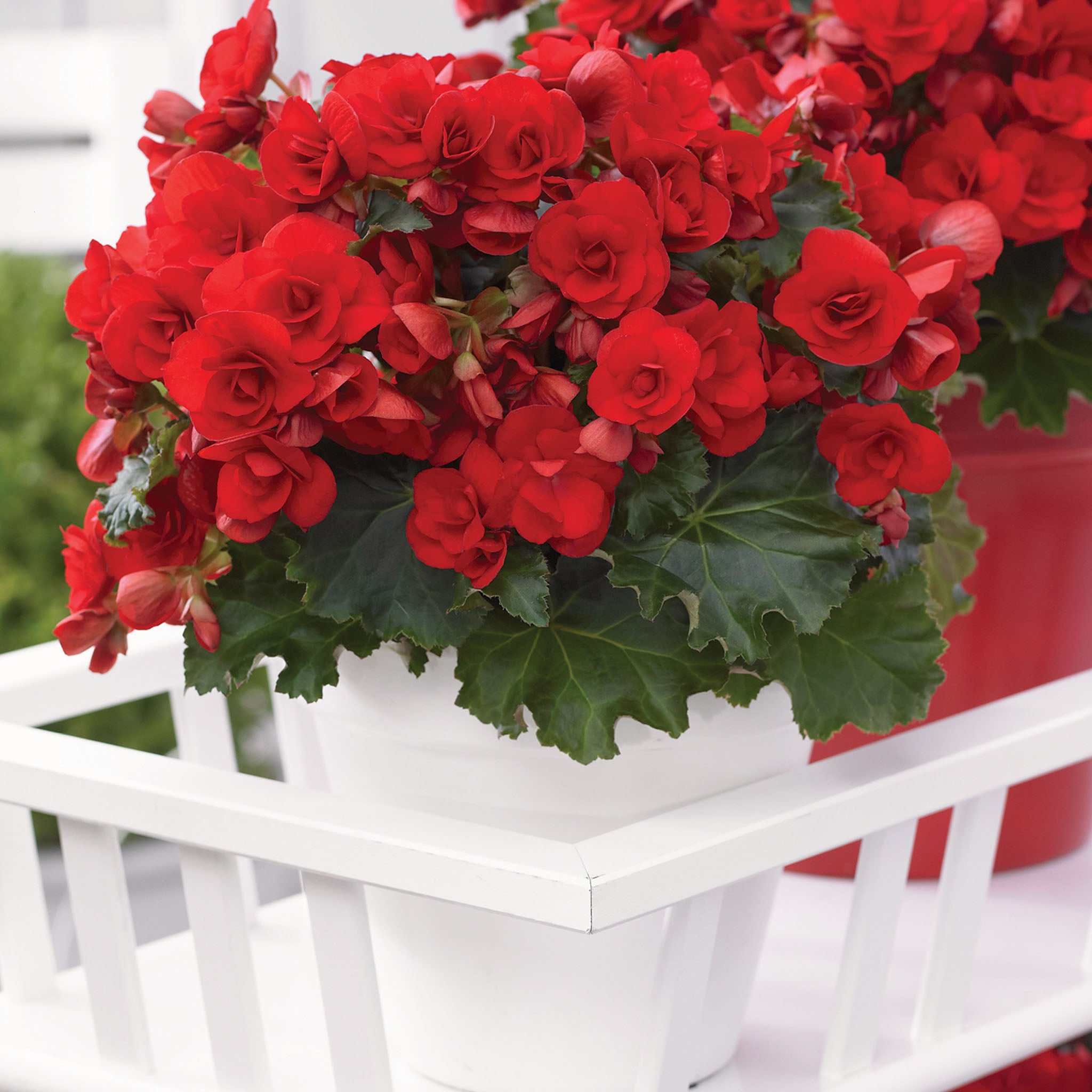 Vermillion Red Begonia