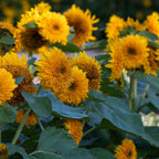 Crème Brûlée Sunflower