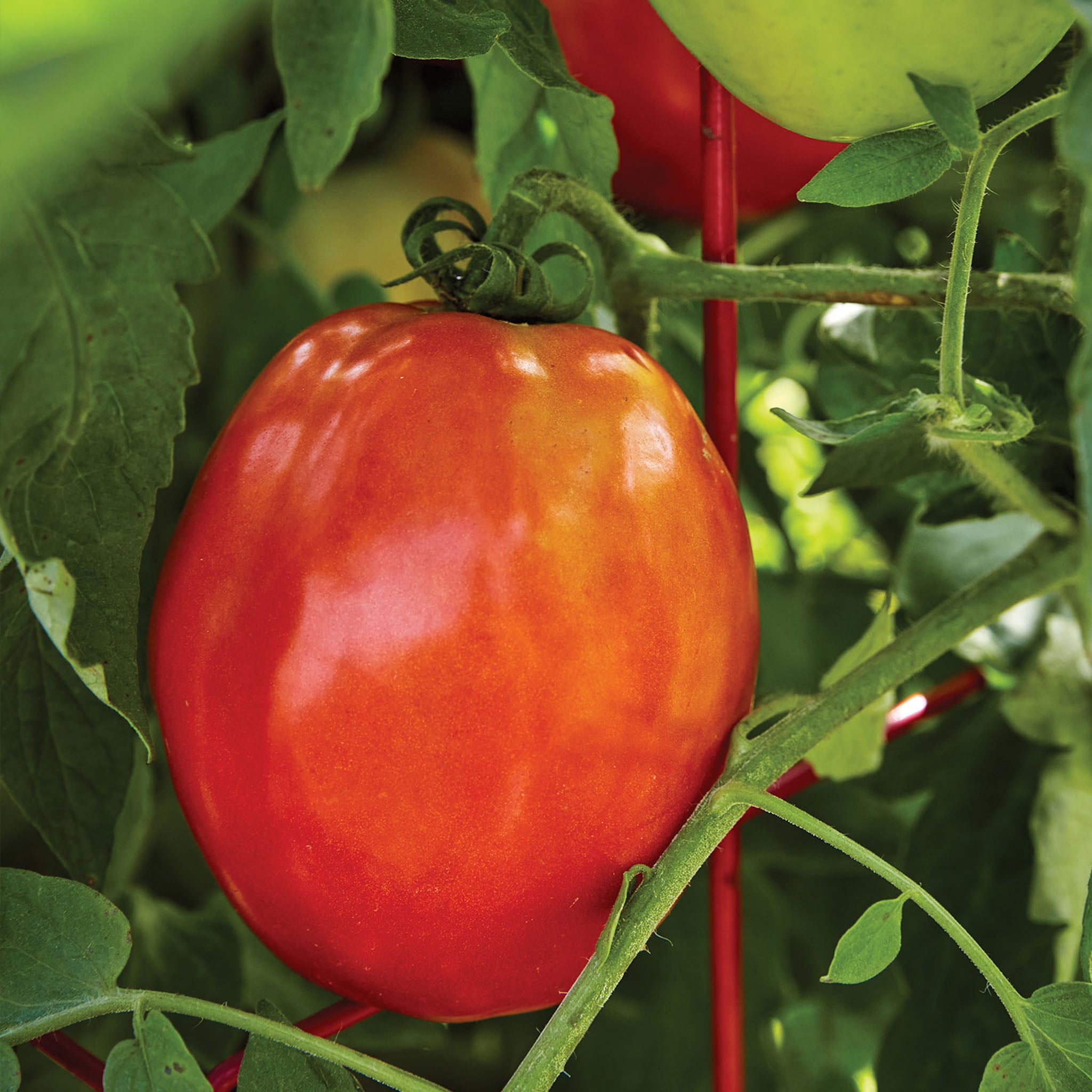 Gladiator Tomato
