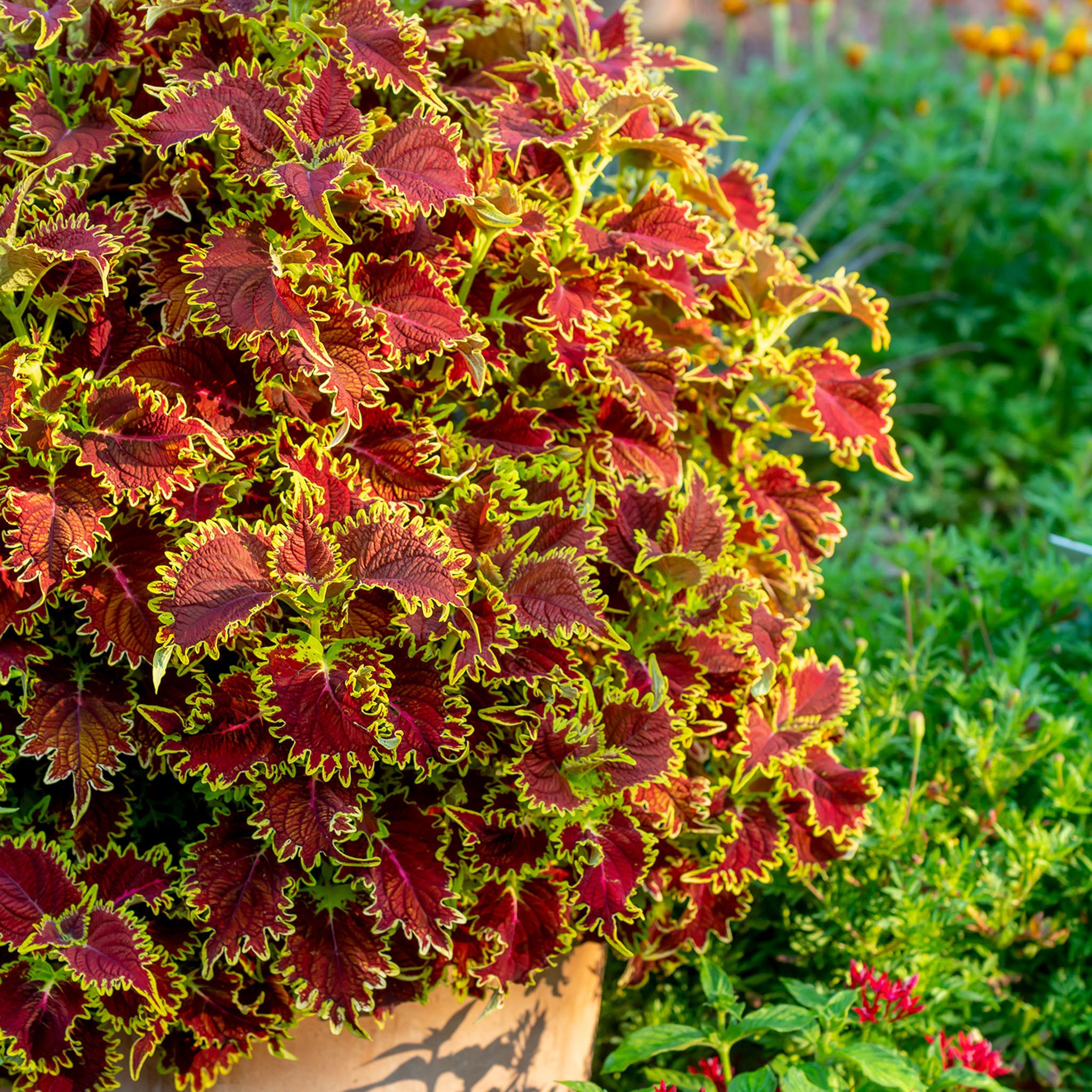 Copperhead Coleus
