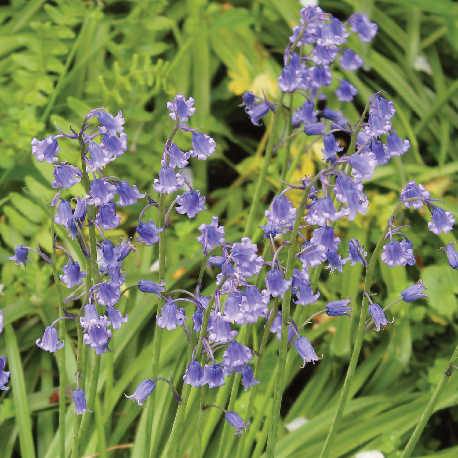 Hispanica Blue Hyacinthoides Bulbs