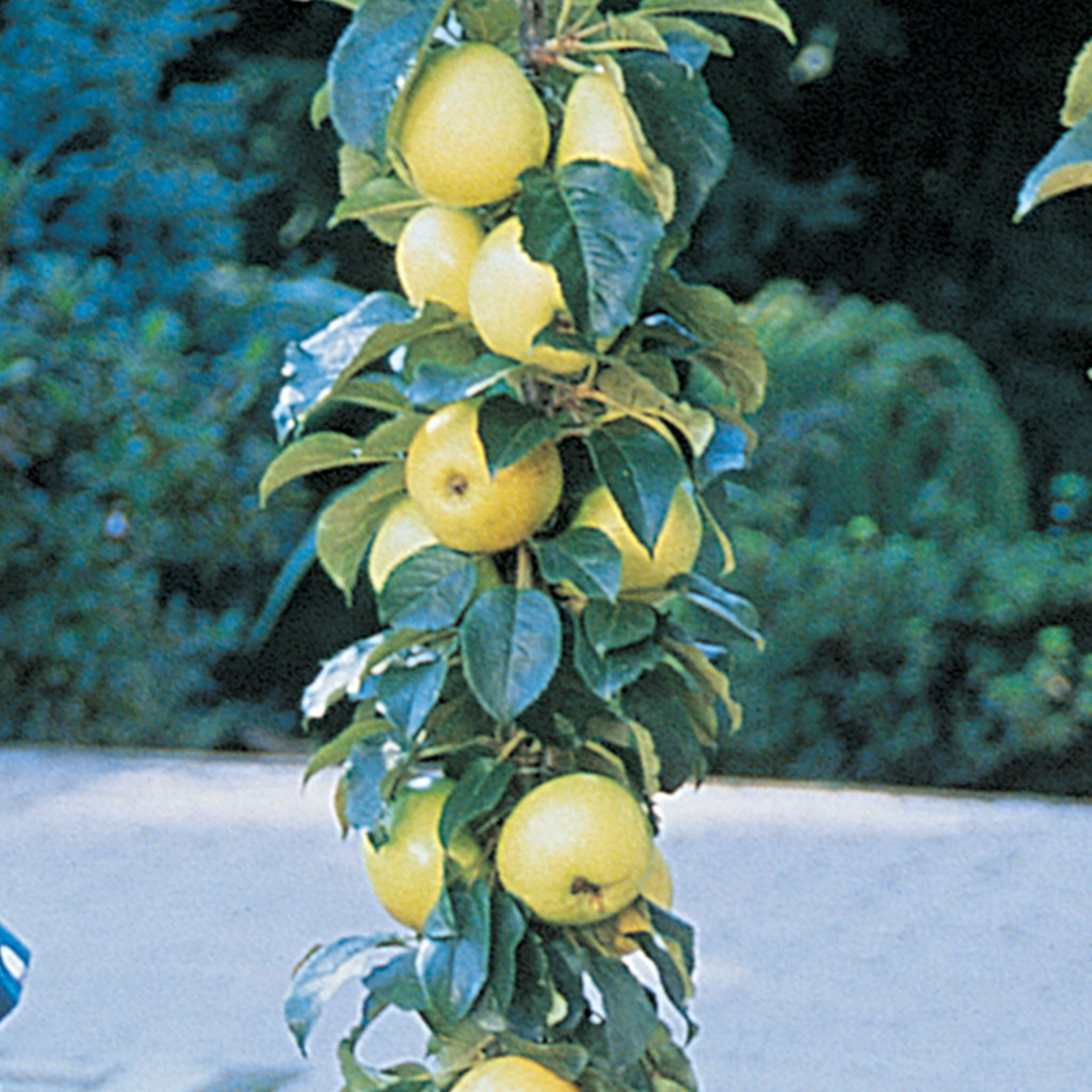 Golden Sentinel Columnar Apple Bare Root
