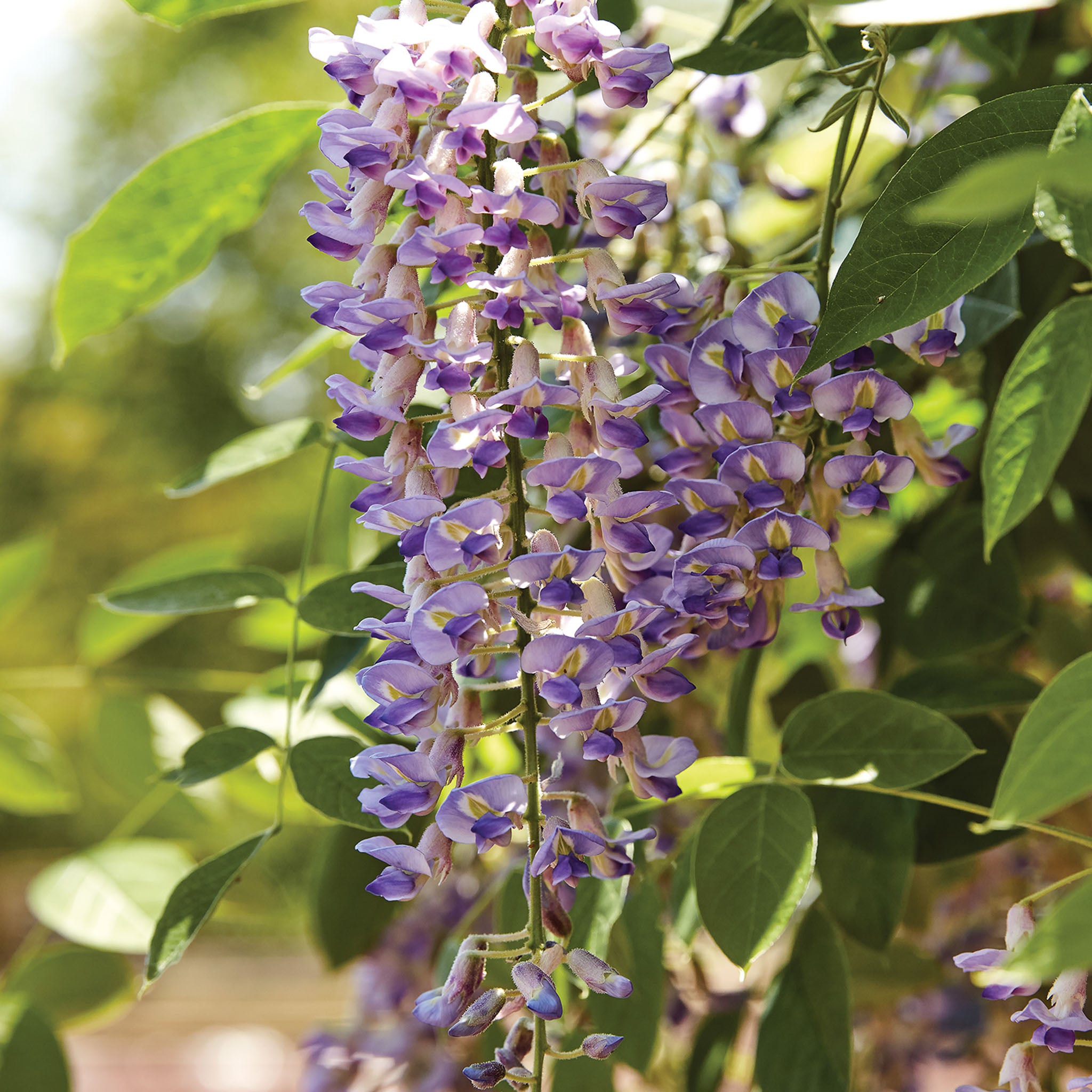 Blue Moon Wisteria