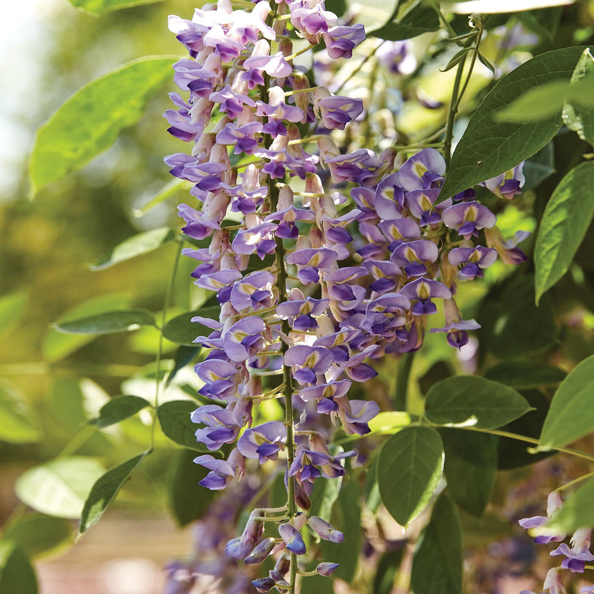 Blue Moon Wisteria